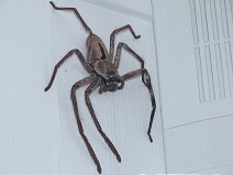 Domestic spider...15cm...